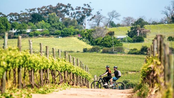 Stellenbosch Half-Day Mountain Bike Winelands Tour with Wine Tasting Stops (1/5)