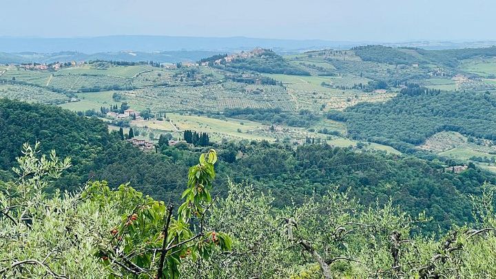 Organic and Biodynamic Wine, Olive Oil and Lunch Day in Chianti Classico, Max 8 Guests (4/12)