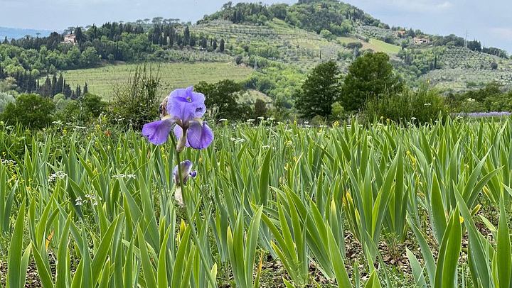 Organic and Biodynamic Wine, Olive Oil and Lunch Day in Chianti Classico, Max 8 Guests (1/12)