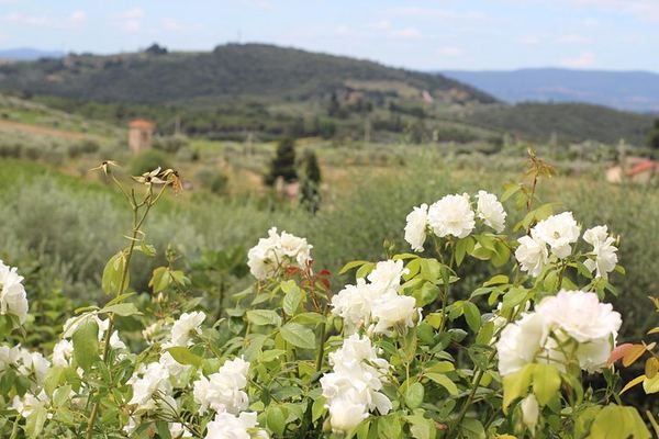 Organic and Biodynamic Wine, Olive Oil and Lunch Day in Chianti Classico, Max 8 Guests