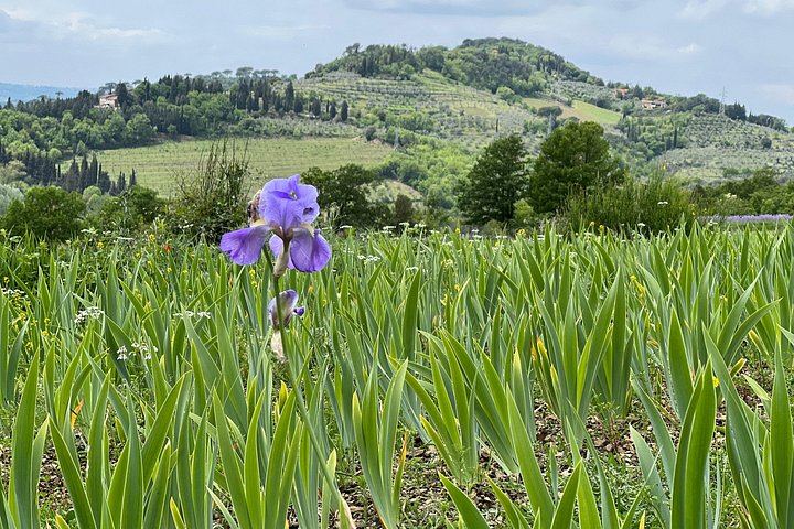 Organic and Biodynamic Wine, Olive Oil and Lunch Day in Chianti Classico, Max 8 Guests (1/12)