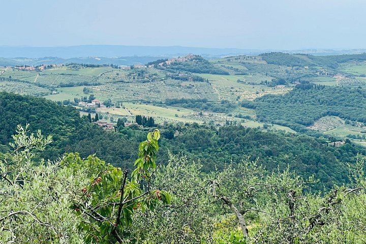 Organic and Biodynamic Wine, Olive Oil and Lunch Day in Chianti Classico, Max 8 Guests (4/12)