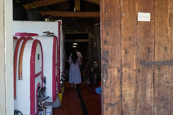 Organic and Biodynamic Wine, Olive Oil and Lunch Day in Chianti Classico, Max 8 Guests (10/12)