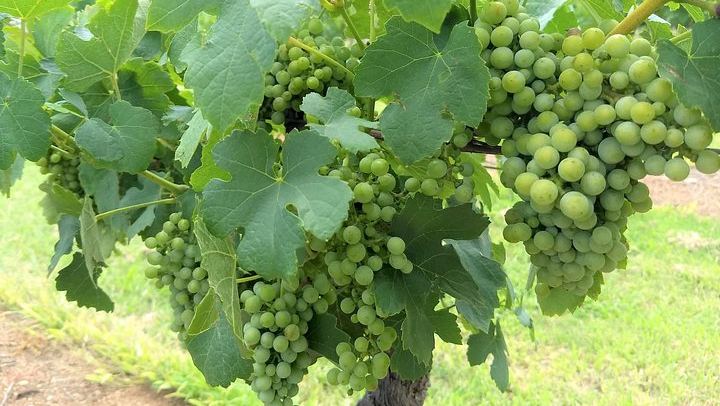 Owner-Led Hunter Valley Day Tour from Sydney: Wine, Cheese, Chocolate and Coffee Stop (4/12)