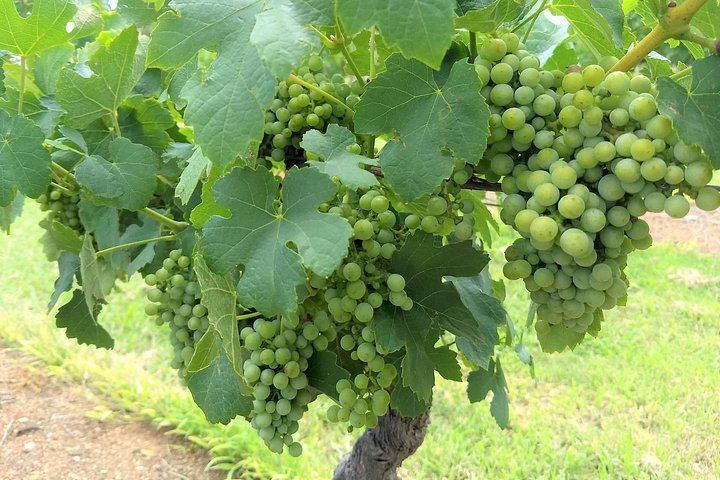 Owner-Led Hunter Valley Day Tour from Sydney: Wine, Cheese, Chocolate and Coffee Stop (4/12)