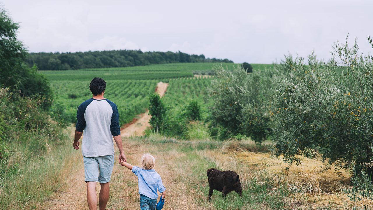 A father and young child holding hands, seen from behind, walking a grassy country path with a dog towards green vineyards