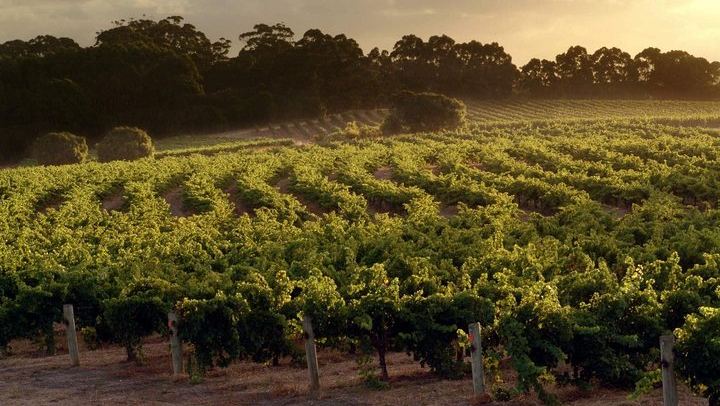 Scenic Flight from Perth to Leeuwin Estate for Winery Lunch with Kookaburra Air (4/7)