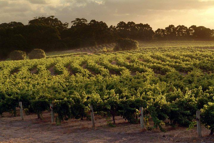 Scenic Flight from Perth to Leeuwin Estate for Winery Lunch with Kookaburra Air (4/7)