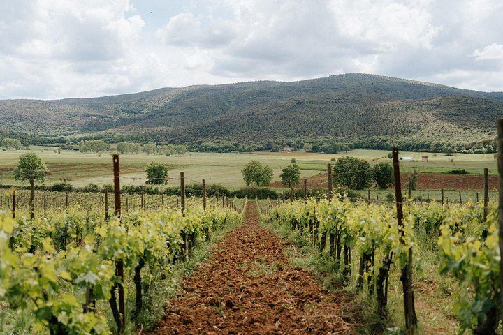 WalksDevour Small-Group Tuscany Day Trip: Chianti Farm Lunch, San Gimignano and Siena (11/12)