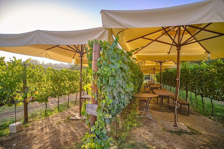 Evening Chianti Coach Tour from Florence: Two Wineries and a Four-Course Vineyard Dinner (6/12)