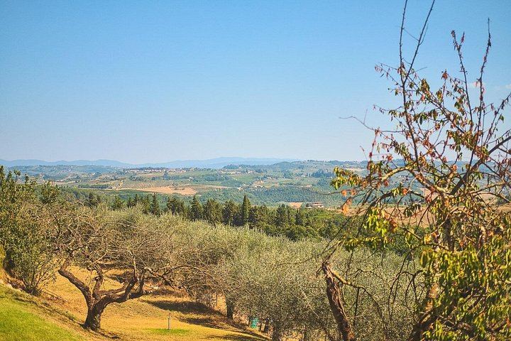Full-Day Private Chauffeur in Chianti from Florence: Greve, Montefioralle, Panzano (7/12)