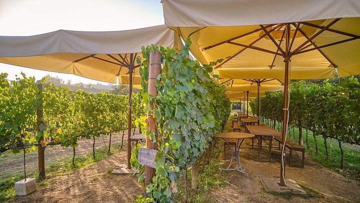 Chianti Winery Tour from Florence with Sunset Dinner Among the Vines, Max 25 People (4/12)