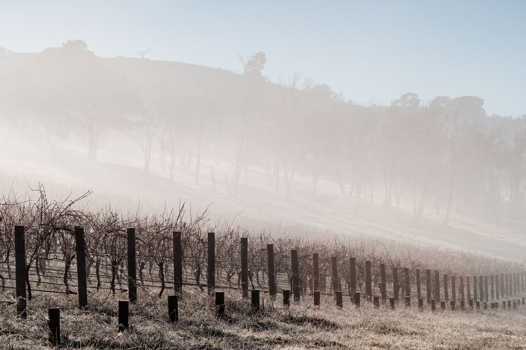 Morning fog drifting over bare vine rows and a wooded hillside in a vineyard on a cold winter morning