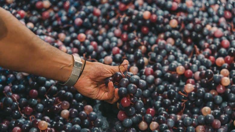 Fonseca Winery Tour in Vila Nova de Gaia with Fado Show and Terrace Dinner at WOW (1/7)