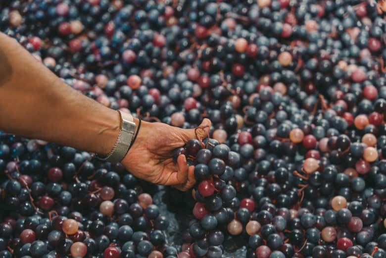 Fonseca Winery Tour in Vila Nova de Gaia with Fado Show and Terrace Dinner at WOW (1/7)