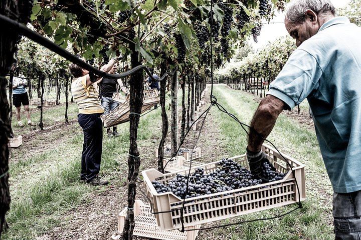 Farina Wine Boutique Food and Wine Tasting in Pedemonte, Valpolicella, with Amarone (5/5)