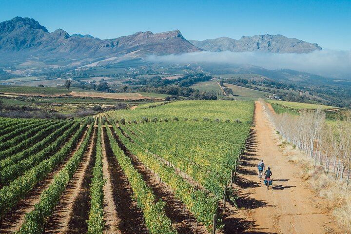 Private Full-Day Sip & Cycle Through Franschhoek Vineyards from Grande Provence (5/12)