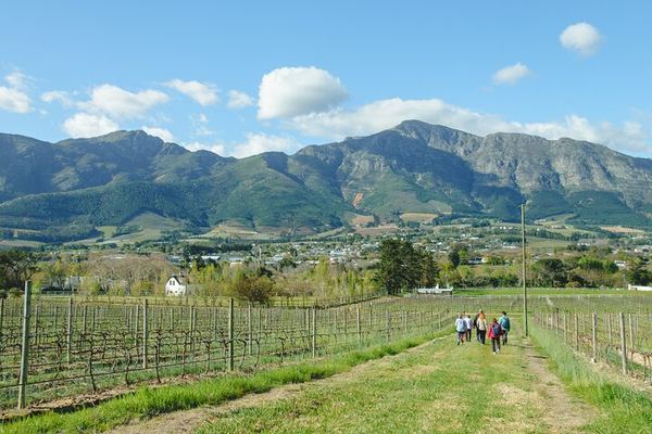 Franschhoek Guided Wine Walk Between Three Farms with Farm-Style Lunch, 6 Hours