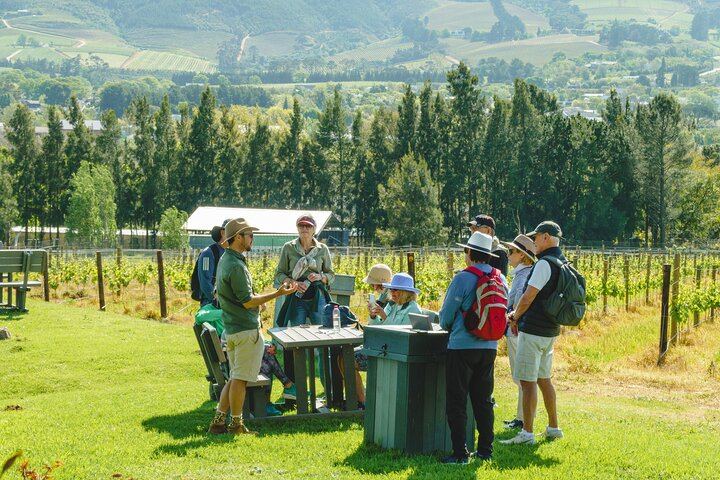 Franschhoek Guided Wine Walk Between Three Farms with Farm-Style Lunch, 6 Hours (12/12)