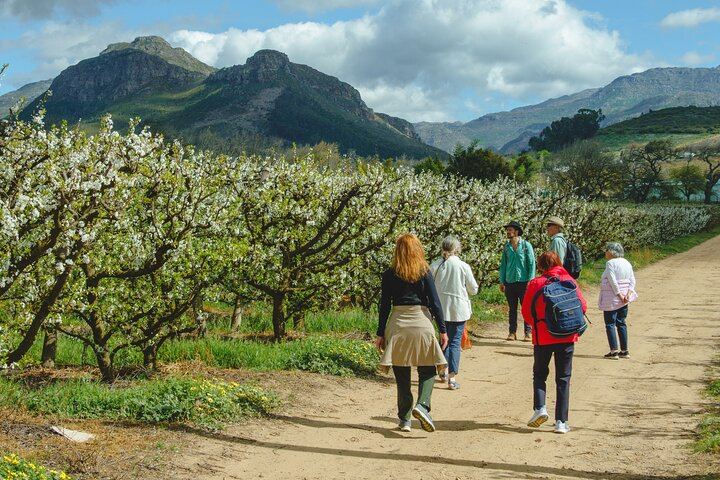 Franschhoek Guided Wine Walk Between Three Farms with Farm-Style Lunch, 6 Hours (3/12)