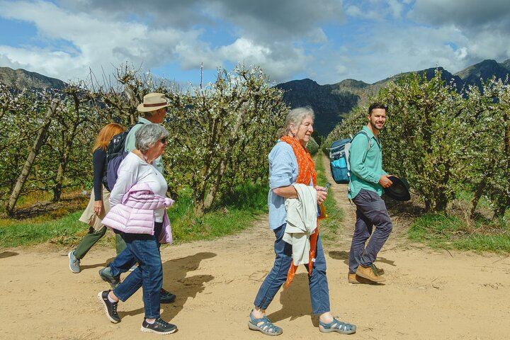 Franschhoek Guided Wine Walk Between Three Farms with Farm-Style Lunch, 6 Hours (6/12)