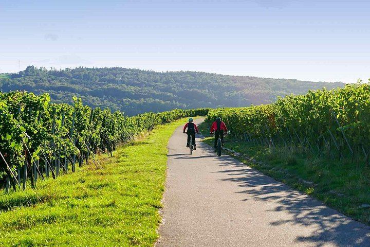Penedès Vineyard E-Bike or Mountain Bike Small Group Day Trip with 2 Wineries (2/10)