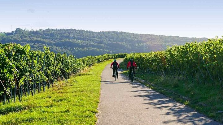 Penedès Vineyard E-Bike or Mountain Bike Small Group Day Trip with 2 Wineries (2/10)