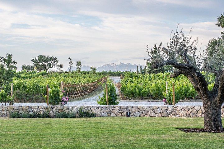 Familia Torres Winery from Barcelona: Waltraud Winery, Estate Lunch and Four Wines (4/7)