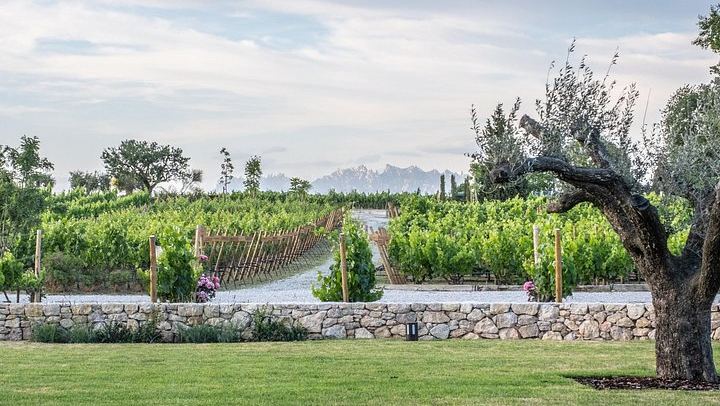 Familia Torres Winery from Barcelona: Waltraud Winery, Estate Lunch and Four Wines (4/7)