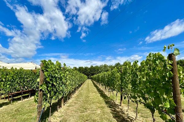 Classic Chianti Villages and Wine Roads by Minivan from Florence, with Light Lunch