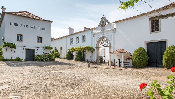 Family Winery Tour with Historic Cellars and Wine Tasting at Quinta do Sanguinhal (1/12)