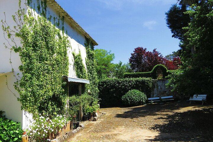 Family Winery Tour with Historic Cellars and Wine Tasting at Quinta do Sanguinhal (6/12)