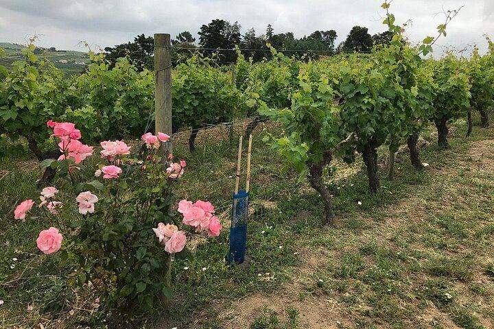 Family Winery Tour with Historic Cellars and Wine Tasting at Quinta do Sanguinhal (12/12)