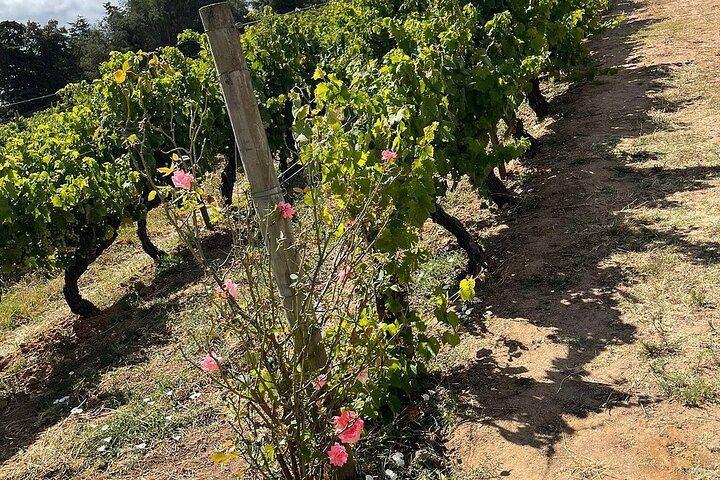 Family Winery Tour with Historic Cellars and Wine Tasting at Quinta do Sanguinhal (8/12)