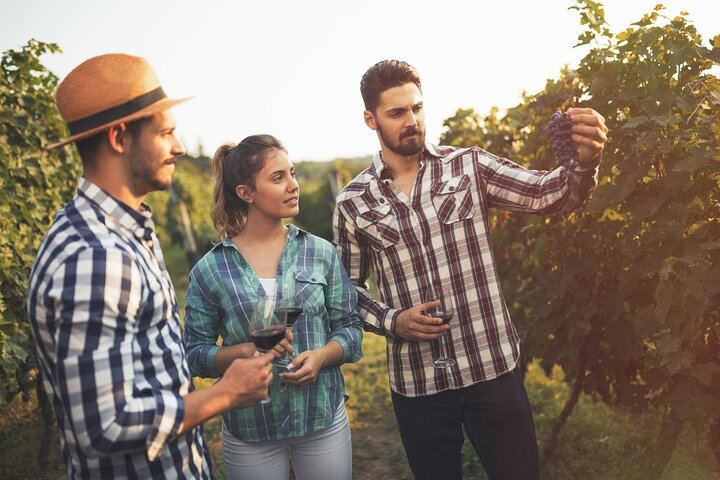 Barolo Wine Day Trip from Milan with a Private Driver in a Luxury Car, Two Wineries (10/12)