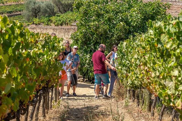 Douro Valley Half-Day Minibus Tour from Porto: Quinta de S. Luiz, Boat Trip, Viewpoint