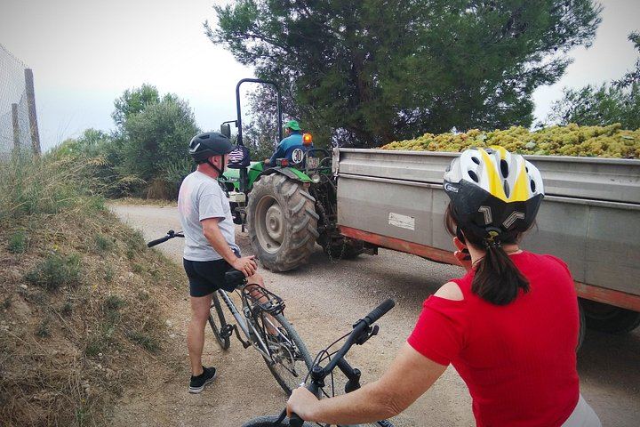 Sitges Bike Tour with Easy Cycling: Alt Penedès Vineyards and Caves Romagosa Torné Tasting (6/12)