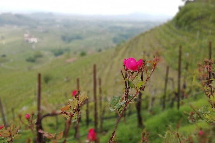 Venice Piazzale Roma 9 AM Departure: Prosecco Valdobbiadene DOCG at a Family Vineyard (6/12)