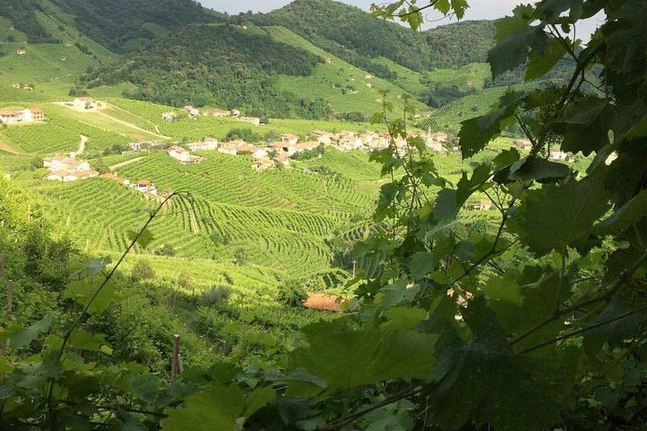 Venice Piazzale Roma 9 AM Departure: Prosecco Valdobbiadene DOCG at a Family Vineyard (7/12)