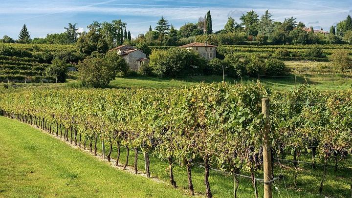 Half-Day Valpolicella Wine Tour from Verona: Six Wines, Salumi and Cheese at Two Wineries (2/12)