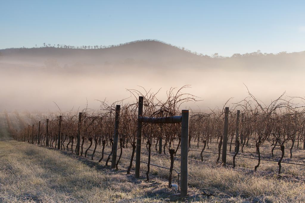Bare vines on wooden posts with frost-covered grass in the foreground and low mist over the hills at dawn