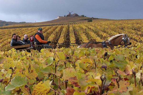 All-Inclusive Champagne Day from Paris by Minivan: Verzenay, Pommery, Reims Cathedral