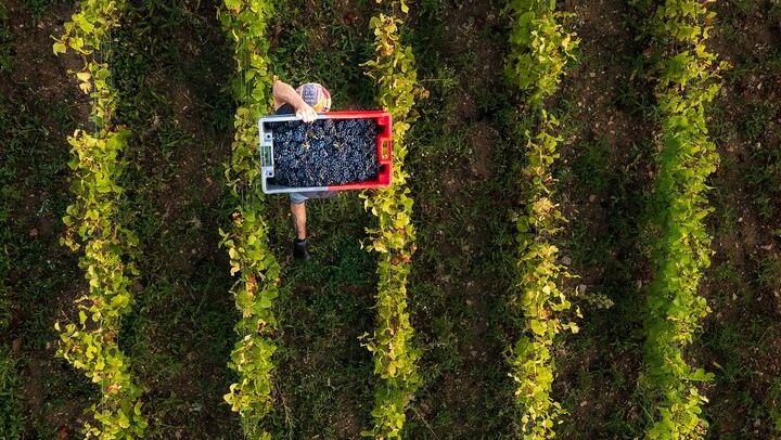Full-Day Burgundy Wine Tour by Small-Group Van with Three-Course Lunch and Grower Tastings (2/7)