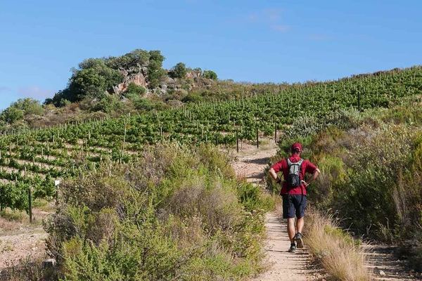 Full-Day Cape Winelands Tour from Cape Town with Franschhoek Wine Tram and Spice Route