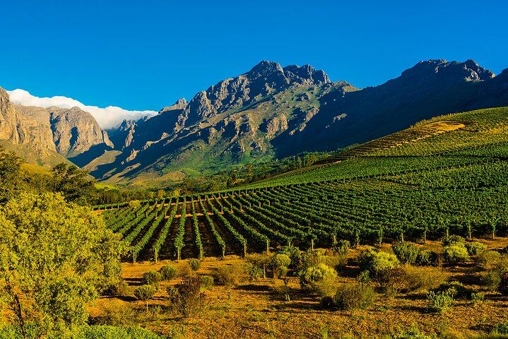 Full-Day Cape Winelands Tour from Cape Town with Franschhoek Wine Tram and Spice Route (8/9)