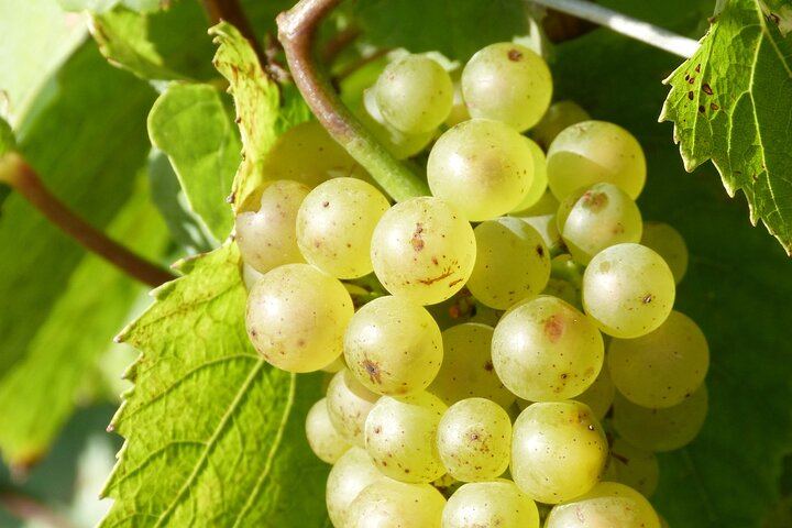 Reims and Épernay Full-Day Small Group Champagne Tour with Pommery Cellars (11/12)