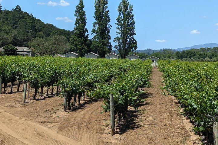 Full-Day Electric Bike Wine Tour in Healdsburg and Dry Creek Valley with Picnic (9/11)