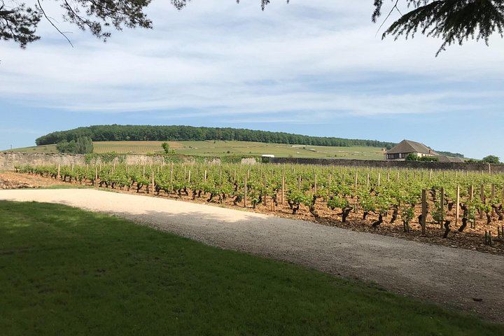 Full-Day Private Burgundy Wine Route Tour from Beaune with Clos de Vougeot (6/6)