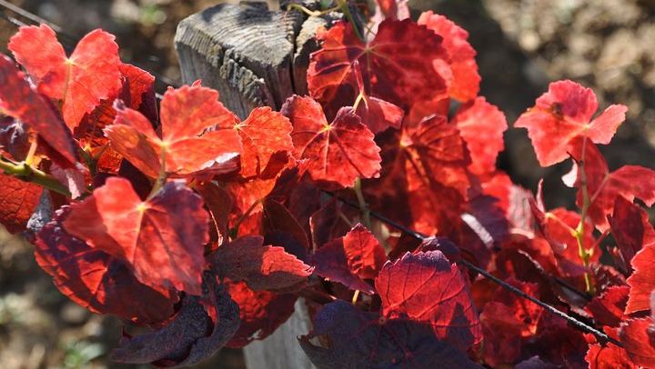 Private Full-Day Burgundy Minivan Tour: 10 Premiers and Grands Crus, Lunch, 15-20 Wines (3/12)