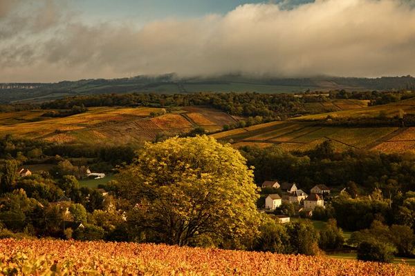 Full-Day Private Côte de Beaune Chardonnay Tour by Minivan with a Native Wine Guide
